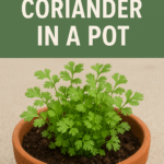 Healthy coriander plants growing in terracotta pot with soil, perfect for balcony gardening